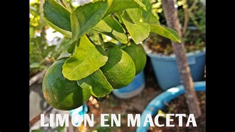 Cómo hacer que un árbol de limón de frutos rápido Consejos y