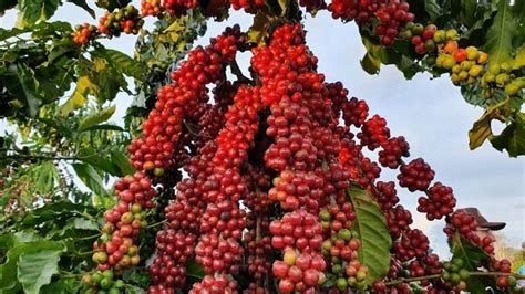 Café Cepea Indicador do robusta supera o do arábica pela 2ª vez na