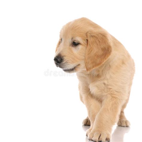 Adorable Perro Recuperador De Oro Mirando A Un Lado Foto De Archivo