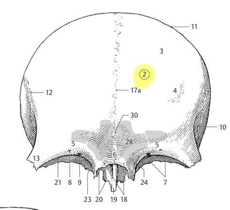 Frontal Bone Flashcards Quizlet