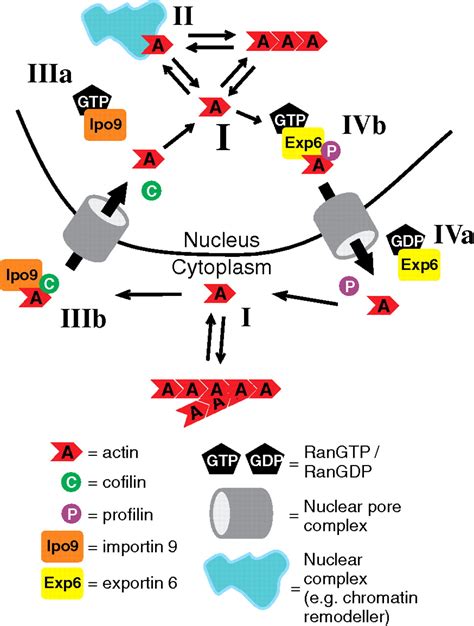 Active Maintenance Of Nuclear Actin By Importin Supports