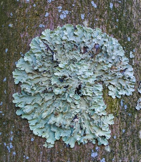 Lichen - it Symbiosis Fungus and Algae that Live in the Most Extreme ...