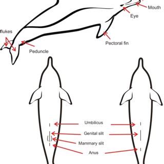 (PDF) Aragones, L.V. and G. E. Laule. (Eds). (2008). Marine mammal stranding response manual: A ...