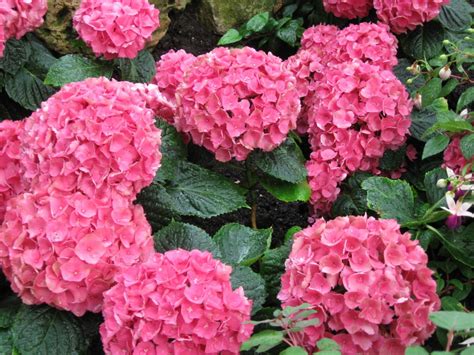 Bildet Anlegg Blomst Petal Rosa Hortensia Blomster Busk