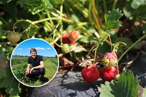 Stor brist på jordgubbar i regionen Markus Smeds på Jeriko gård