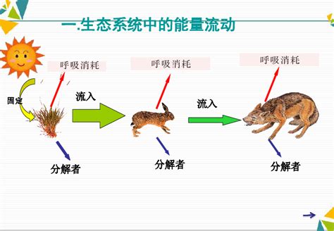 苏教生物八上《19第2节 生态系统中的能力流动和物质循环》课件（25张ppt）21世纪教育网 二一教育