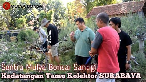 SENTRA MULYA BONSAI KEDATANGAN PARA KOLEKTOR SURABAYA YouTube