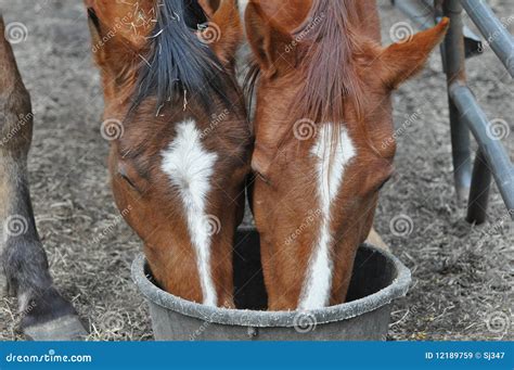 Feeding Horses Stock Image Image Of Head Dinner Horse 12189759