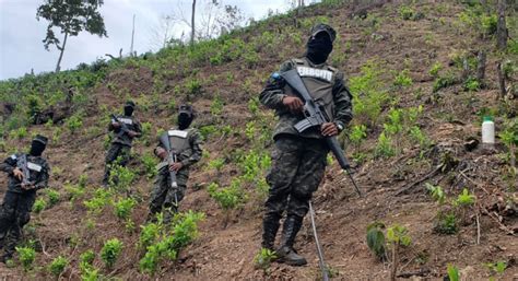 FFAA asegura plantación con 100 mil arbustos de hoja de coca en Colón