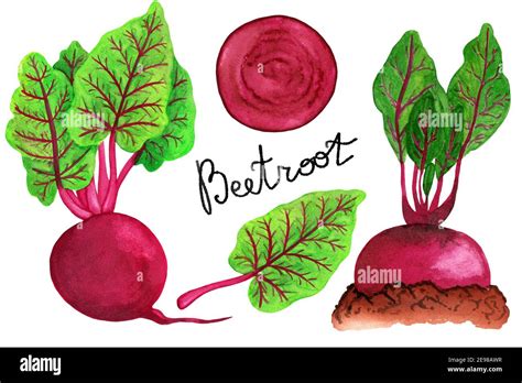 Watercolor Beetroot Set Isolated White Background Stock Photo Alamy