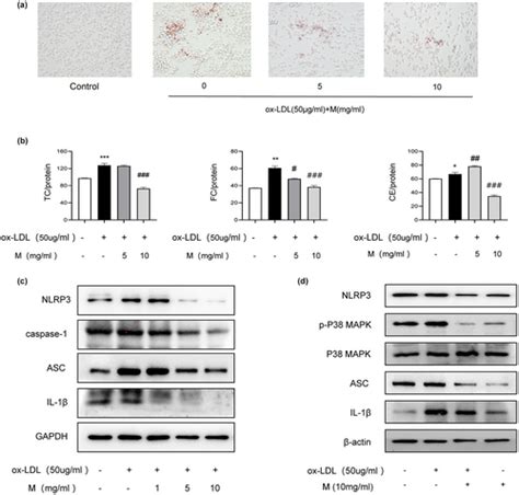 Mulberry Extract Upregulates Cholesterol Efflux And Inhibits P38 Mapk