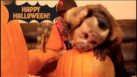 Baby Monkey Pumpkin Fun Youtube