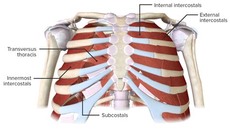 Subcostal Muscles