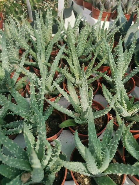 Aloe Humilis Siracactus Possibilit Di Spedizione Economica