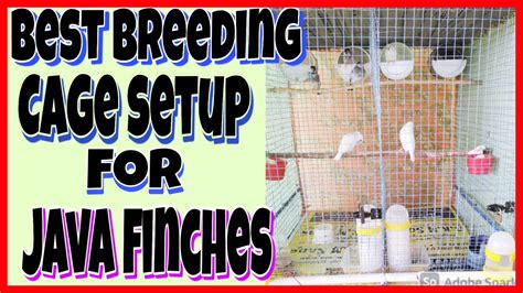 Java Finches Perfect Cage Setup For Breeding Java Sparrow Breeding