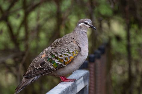 Common Bronzewing female - ZooChat