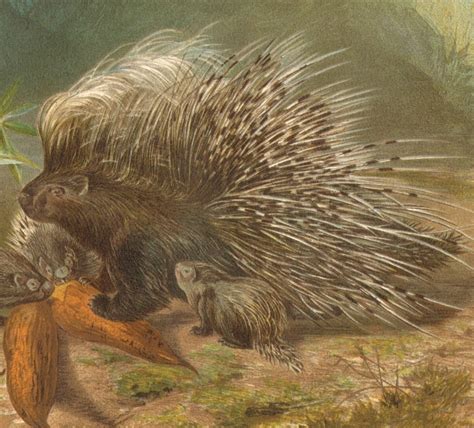 1896 Old World Porcupine Original Antique Chromolithograph to