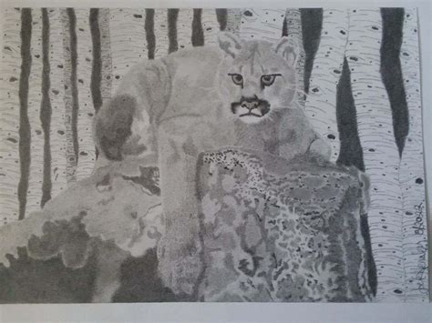 Mountain Lion Pencil Drawing - Etsy