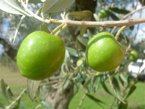 Nocellara Messinese Azienda Agricola Cerbino