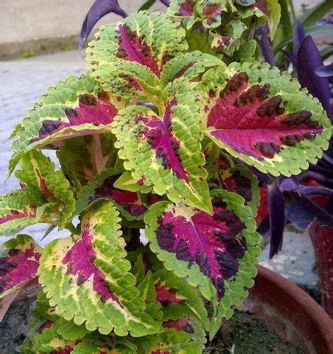 Coleus Forskohlii - Andrographis Paniculata Extract Exporter from New Delhi