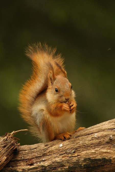 'Squirrel Teeth' Are The Latest Fashion Trend and I Wish I Could Unsee It