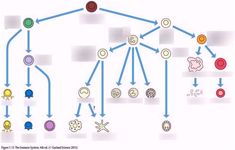 Hematopoiesis Diagram Quizlet