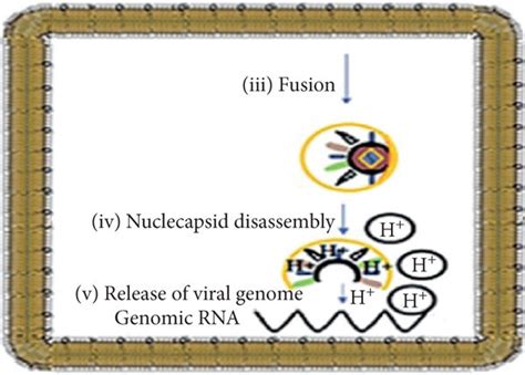 The Role Of Ion Concentration During Alphavirus Replication Alphavirus Download Scientific