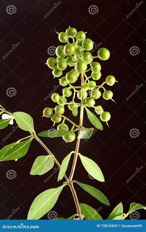 Fresh Green Henna Plant And Seeds Stock Photo Image Of Heritage