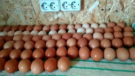 Дезинфекция яиц перед инкубацией: доминанты.Загрузила лотки. - YouTube