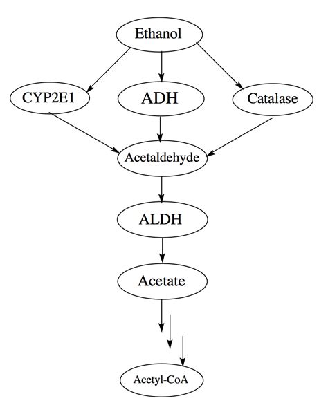 The Answer – Alcohol Metabolism