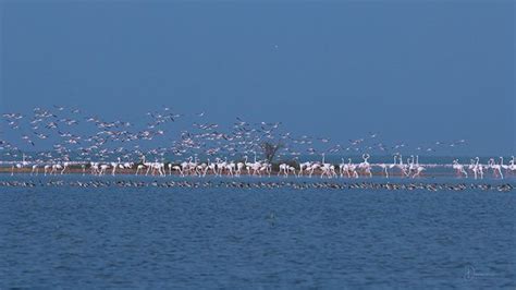 Must See Fascinating Pics Of Flamingos Get Ahead