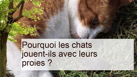 Pourquoi Les Chats Jouent Ils Avec Leurs Proies Pourquoi Les Chats