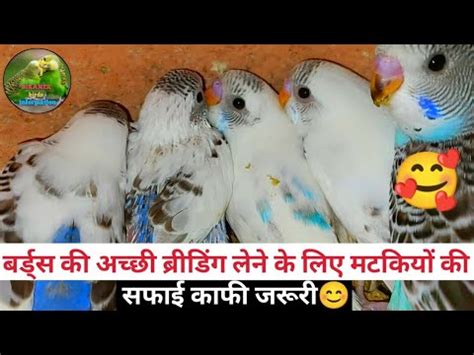 Budgies Parrot Best Breeding Tips Budgies Parrot Ke Nest Ki Safai