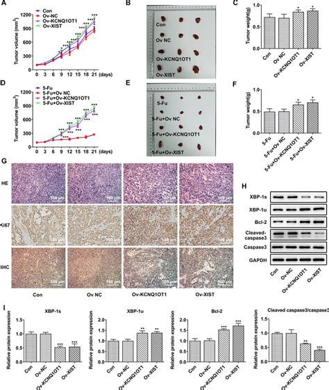 Kcnq Ot Xist Overexpression Aggravated Tumor Growth In Vivo Ac Mice