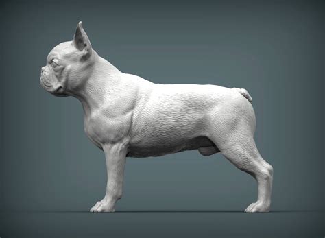 Boston Terrier 3d Print Model By Alexander3dart