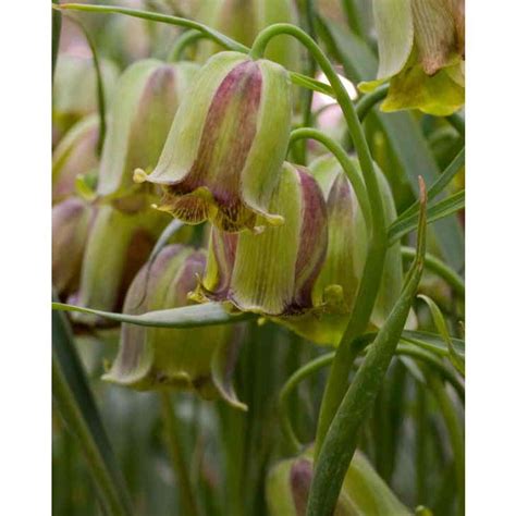 Fritillaria Acmopetala Bulbs Peter Nyssen Buy Flower Bulbs And