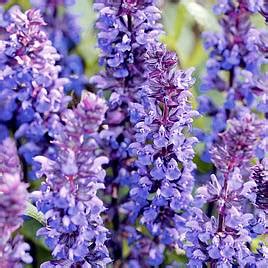 Plant Of The Month Salvia Ransoms Garden Centre