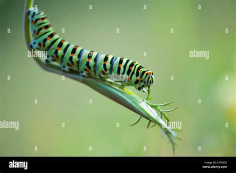 Old World Swallowtail caterpillar Stock Photo - Alamy