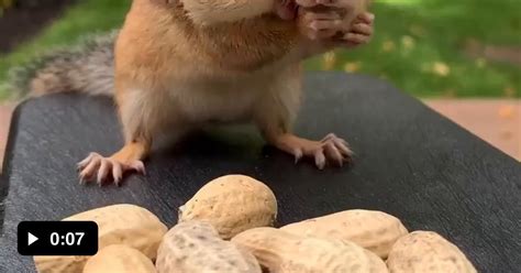 Squirrel Loves To Eat Peanuts 🥜🐿️ 9gag