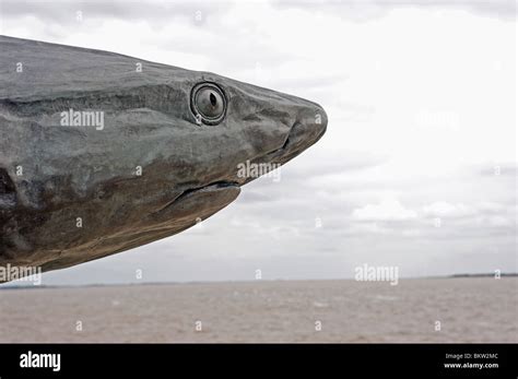 Shark sculpture, Hull, East Yorkshire, UK Stock Photo - Alamy