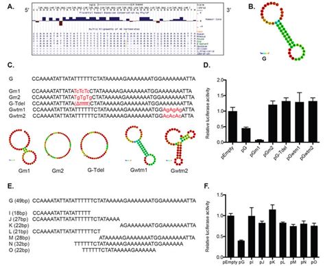 Cis Acting Elements In Its 3′ Utr Mediate Post Transcriptional