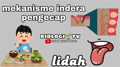 Mekanisme Indera Pengecap Lidah Biologi Sma Kelas 11 Bab Sistem