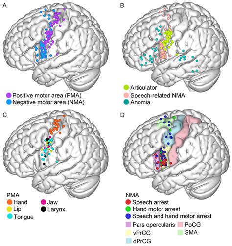 Cortical Distribution Of Different Pmr Sites And Nmr Sites A Cortical