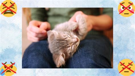 Emotional Support Cats: What Are They, What Are Their Benefits, and How ...