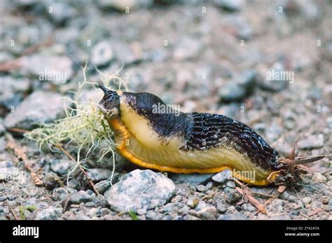 A Black And Yellow Pacific Banana Slug Ariolimax Columnianus Eating