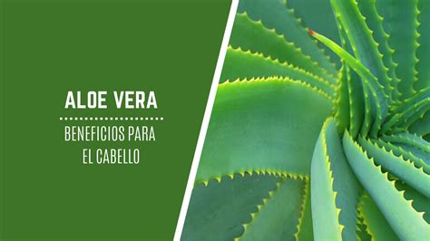 Qué beneficios tiene el Aloe Vera para el cabello Descúbrelo