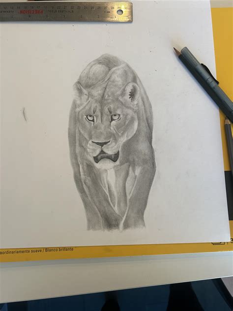 How To Draw A Lioness Step By Step