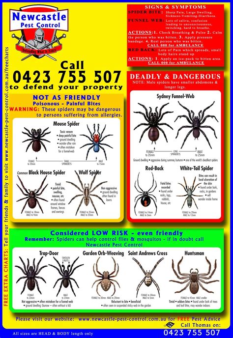 FREE Spider Chart | Spider identification chart, Spider chart, Spider ...