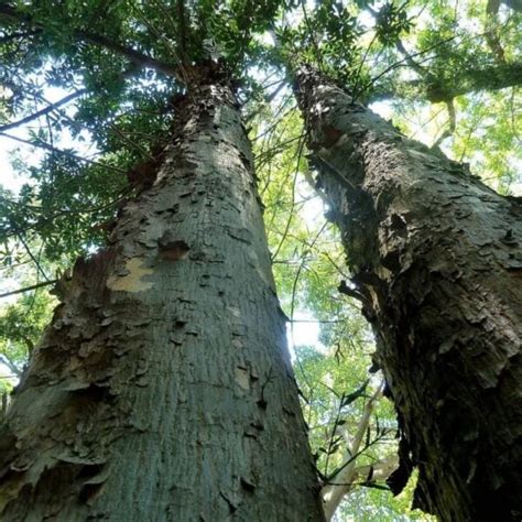 Outeniqua Yellowwood Sequoia Valley Farms