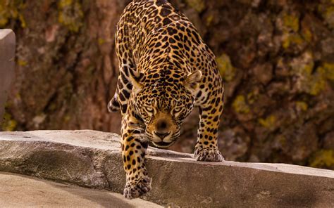 Jaguar K Wallpapers Wallpaper Cave